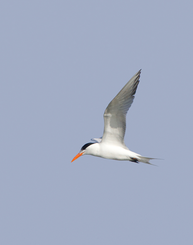 An adult Royal Tern near Ocean City, Maryland (6/26/2011). Like most of its kind in Maryland, you can see the band on its leg that was affixed at its breeding colony - an important part of their monitoring and conservation. Photo by Bill Hubick.