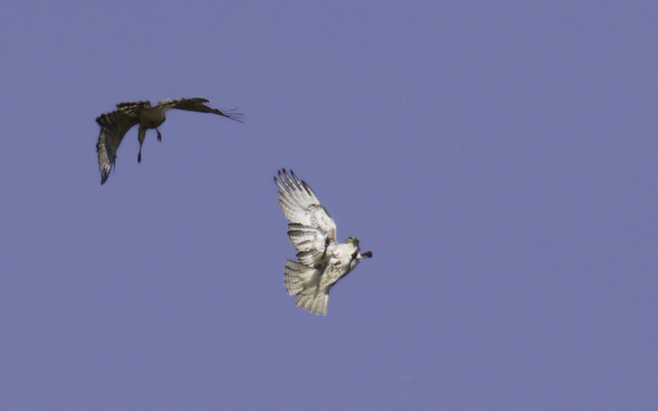 A Red-shouldered Hawk drives off an intruding Red-tailed Hawk - Montgomery Co., Maryland (4/17/2011). Photo by Bill Hubick.