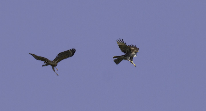 A Red-shouldered Hawk drives off an intruding Red-tailed Hawk - Montgomery Co., Maryland (4/17/2011). Photo by Bill Hubick.