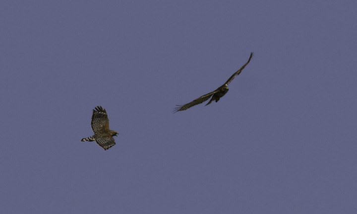 A Red-shouldered Hawk drives off an intruding Red-tailed Hawk - Montgomery Co., Maryland (4/17/2011). Photo by Bill Hubick.