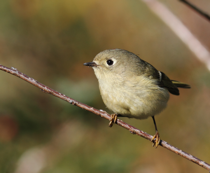 A Ruby-crowned Kinglet comes in for the kill at Point Lookout, Maryland (11/20/2010). Photo by Bill Hubick.