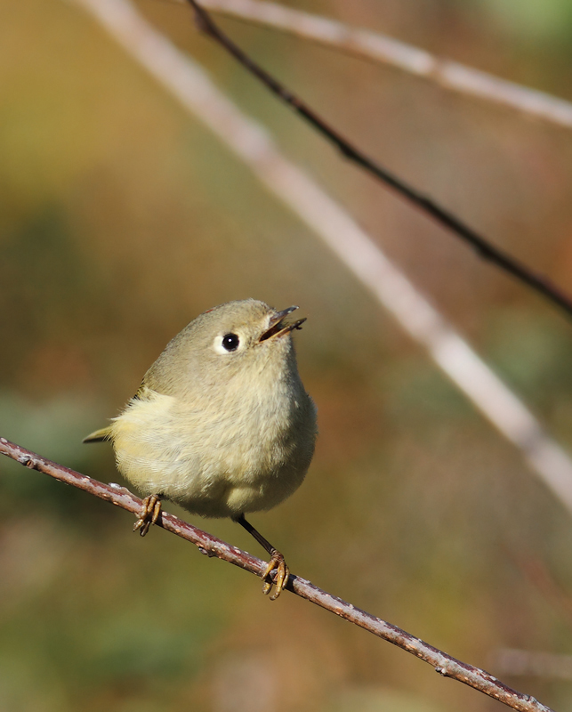 A Ruby-crowned Kinglet comes in for the kill at Point Lookout, Maryland (11/20/2010). Photo by Bill Hubick.