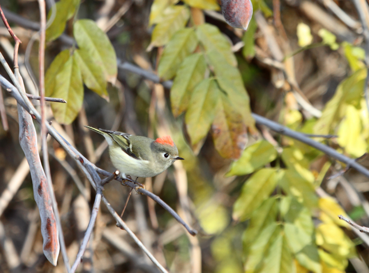 A Ruby-crowned Kinglet terrifies all present with its intimidating ruby crown feathers (Point Lookout, MD, 12/6/2009).