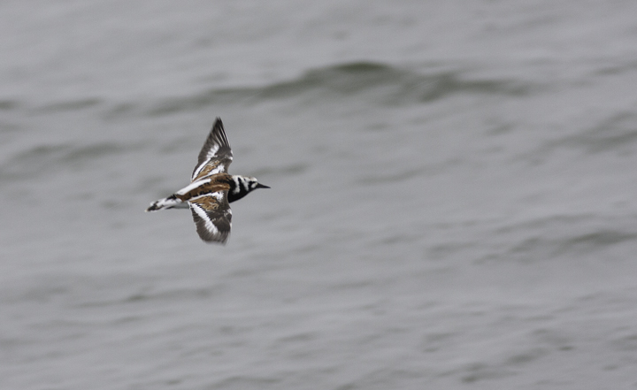 A Ruddy Turnstone in flight at the Ocean City Inlet, Maryland (5/19/2009). Photo by Bill Hubick.