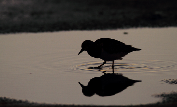 A Ruddy Turnstone forages at sunset in Ocean City, Maryland (11/11/2010). Photo by Bill Hubick.