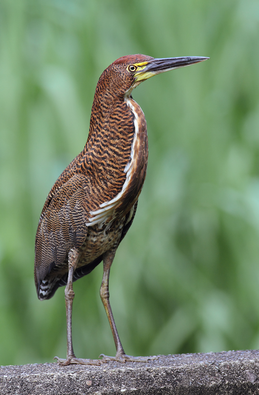 A wonderfully cooperative Rufescent Tiger-Heron near Gamboa, Panama (July 2010). When my wife Becky later spotted her first skulking through dense vegetation, she called back, "I have a bittern." I totally see why. I could get used to "Tiger-Bittern"... Photo by Bill Hubick.