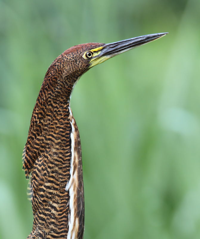 A wonderfully cooperative Rufescent Tiger-Heron near Gamboa, Panama (July 2010). When my wife Becky later spotted her first skulking through dense vegetation, she called back, "I have a bittern." I totally see why. I could get used to "Tiger-Bittern"... Photo by Bill Hubick.