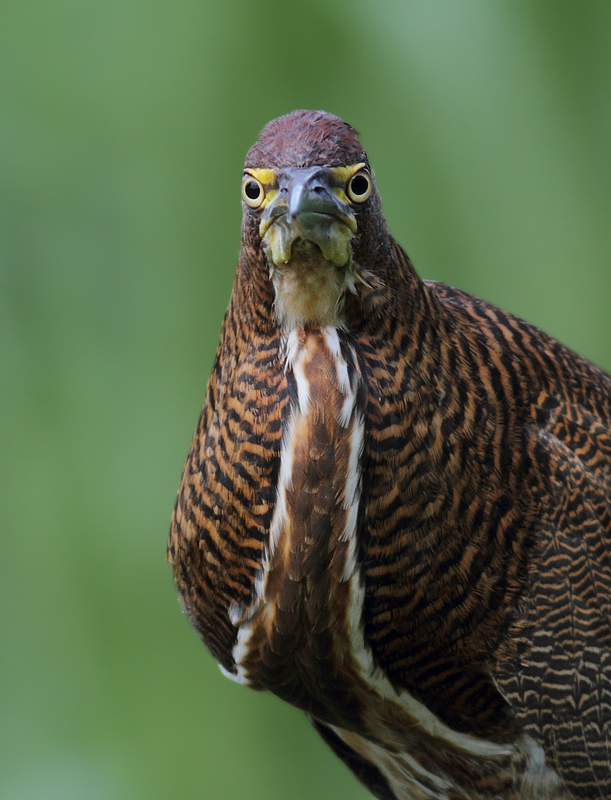 A Rufescent Tiger-Heron kills its prey with its eyes (Panama, July 2010) Photo by Bill Hubick.