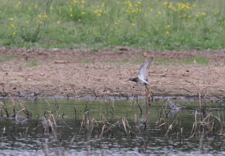 Evidence of my great luck - the Ruff found by Ron Gutberlet in Worcester Co. on 4/17 hung out for over two weeks so I could enjoy it. (Snow Hill, Worcester Co., Maryland - 5/2/2010). Photo by Bill Hubick.