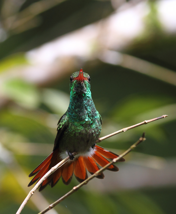 A Rufous-tailed Hummingbird poses in the light morning rain - El Valle, Panama (7/13/2010). Photo by Bill Hubick.