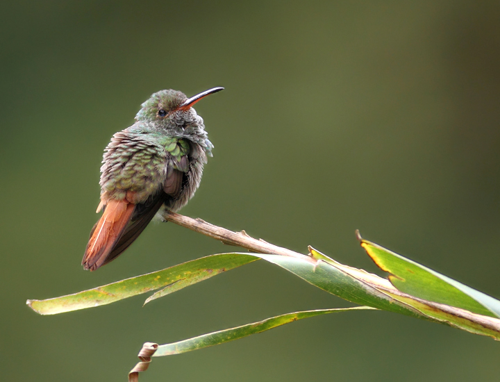 A Rufous-tailed Hummingbird near El Valle, Panama (7/12/2010). Photo by Bill Hubick.