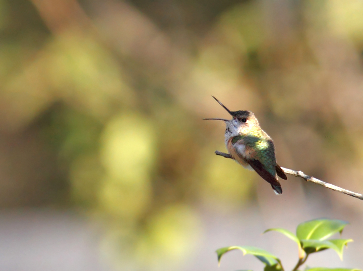 Below: An adult female Rufous Hummingbird at the home of Rick Borchelt<br /> in College Park, Maryland (11/21/2010). Many thanks to Rick for the great find and for the fantastic hospitality. Photo by Bill Hubick.