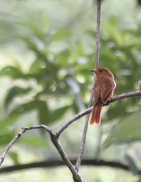 A Rufous Mourner near Burbayar Lodge, Panama (July 2010). Photo by Bill Hubick.