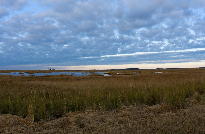 Dawn at Rumbly Point in southern Somerset Co., Maryland (10/25/2009). Our highlights
on this morning were three Nelson's Sparrows. This habitat held three or more Yellow Rails in late April.