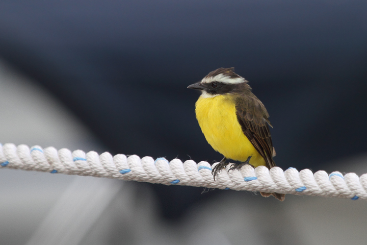 A Rusty-margined Flycatcher hunting along the Rio Chagres, Panama (July 2010). Photo by Bill Hubick.