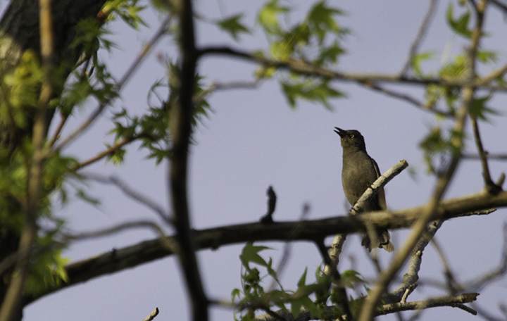 A Rusty Blackbird quietly sings in the treetops in the late afternoon at Fort Smallwood, Maryland (4/21/2011). Photo by Bill Hubick.