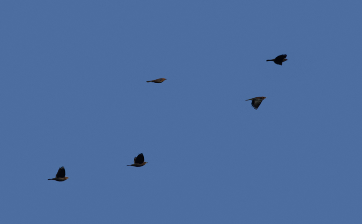 Rusty Blackbirds in flight in Carroll Co., Maryland (11/6/2010). Photo by Bill Hubick.