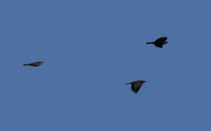 Rusty Blackbirds in flight in Carroll Co., Maryland (11/6/2010). Photo by Bill Hubick.