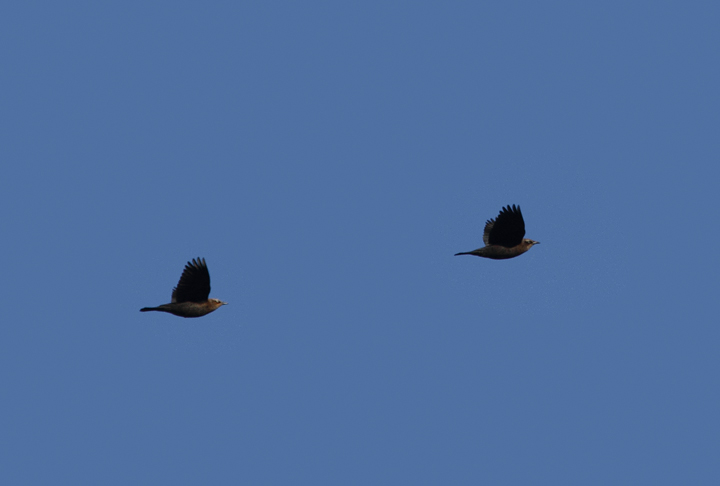 Rusty Blackbirds in flight in Carroll Co., Maryland (11/6/2010). Photo by Bill Hubick.