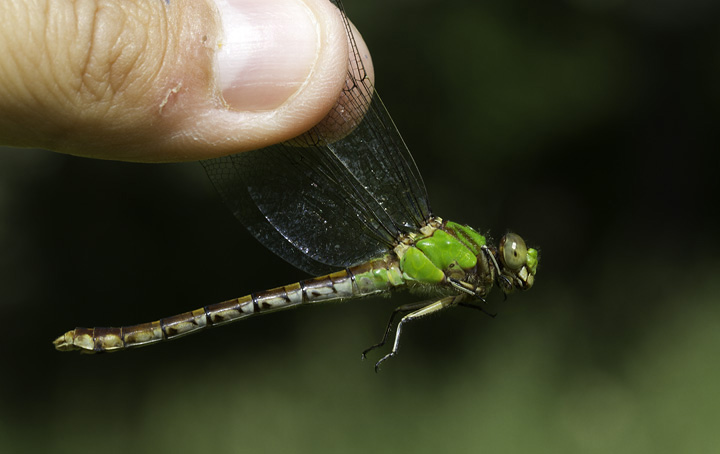 Rusty Snaketails in Washington Co., Maryland (6/4/2011). One of our most attractive insects. Photo by Bill Hubick.