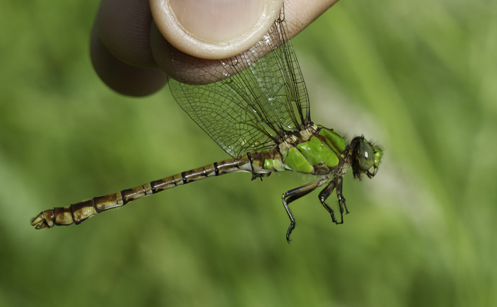 Rusty Snaketails in Washington Co., Maryland (6/4/2011). One of our most attractive insects. Photo by Bill Hubick.