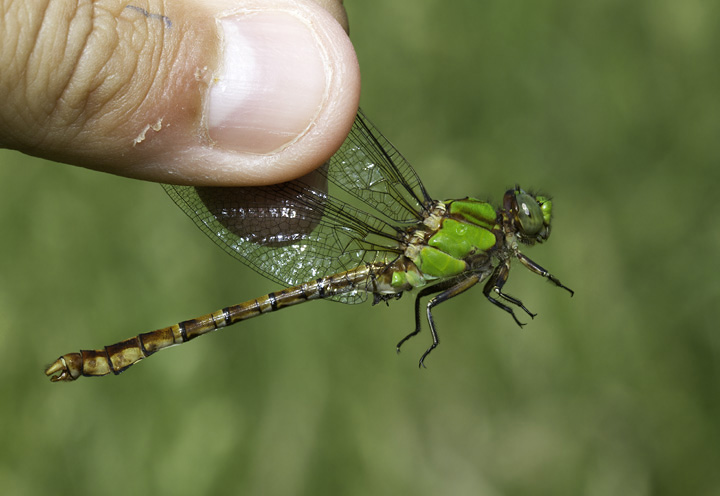 Rusty Snaketails in Washington Co., Maryland (6/4/2011). One of our most attractive insects. Photo by Bill Hubick.