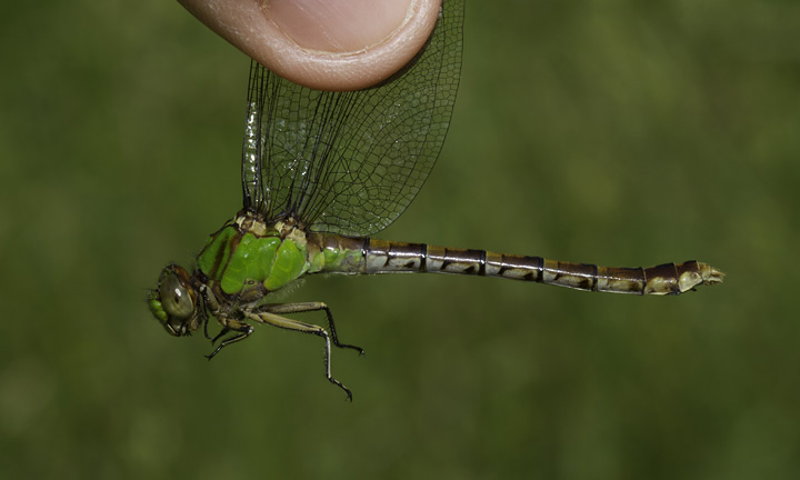 Rusty Snaketails in Washington Co., Maryland (6/4/2011). One of our most attractive insects. Photo by Bill Hubick.