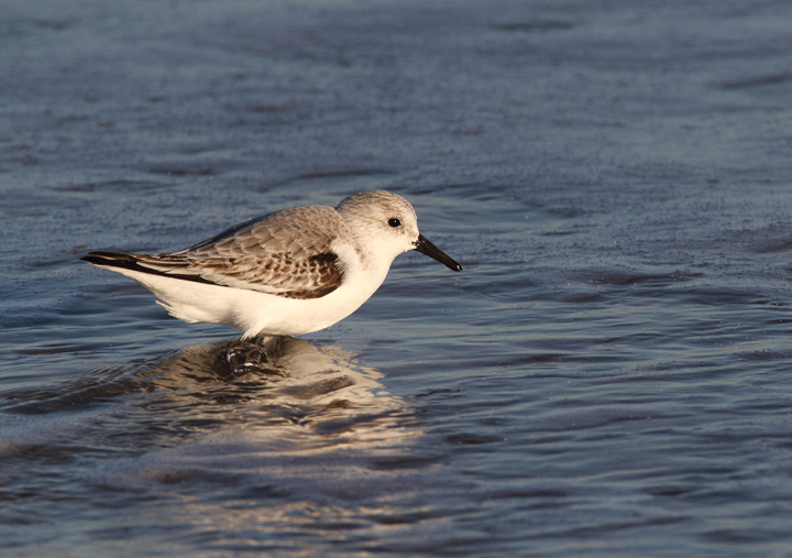 A Sanderling in Ocean City, Maryland (11/29/2009).