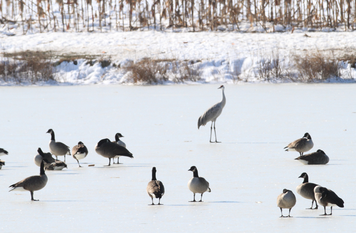 The top bird of the day was a Sandhill Crane found by Ross Geredien at Great Oak Pond, Kent Co., Maryland (12/24/2009). 