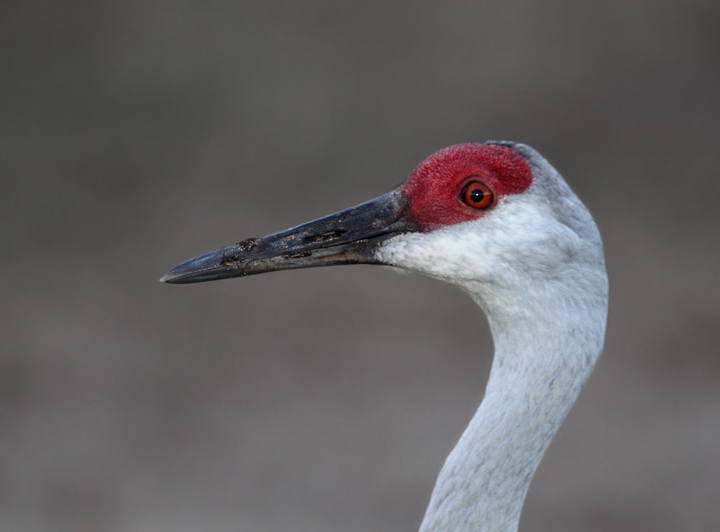 Sandhill Cranes grudgingly move out of the way at Viera Wetlands. Note the variation in iris color between the three individuals. Photo by Bill Hubick.