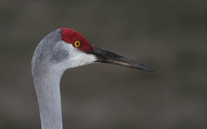 Sandhill Cranes grudgingly move out of the way at Viera Wetlands. Note the variation in iris color between the three individuals. Photo by Bill Hubick.