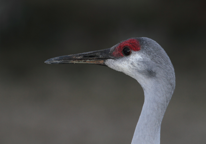 Sandhill Cranes grudgingly move out of the way at Viera Wetlands. Note the variation in iris color between the three individuals. Photo by Bill Hubick.