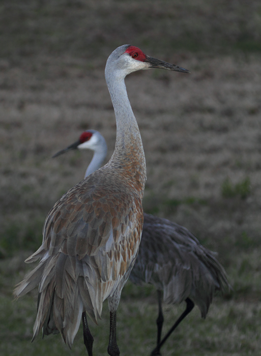 Sandhill Cranes grudgingly move out of the way at Viera Wetlands. Note the variation in iris color between the three individuals. Photo by Bill Hubick.