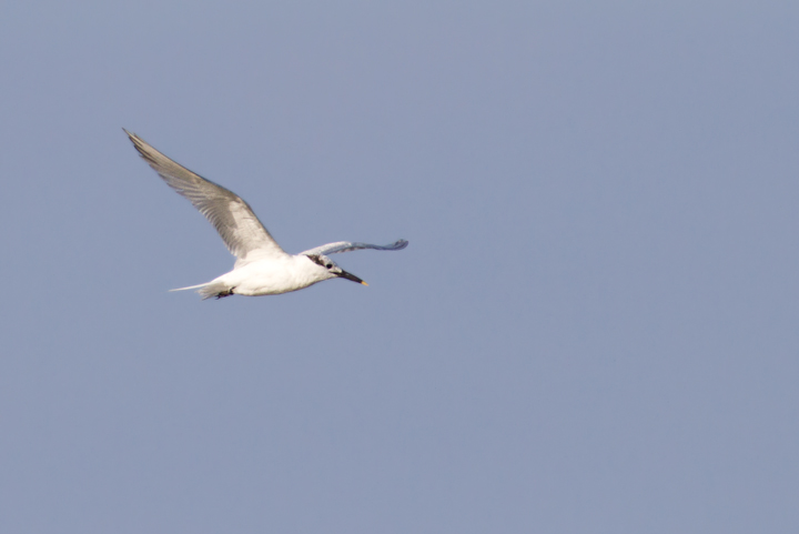 One of seven Sandwich Terns at Skimmer Island on 6/26/2011. This is a high count for this date. Photo by Bill Hubick.