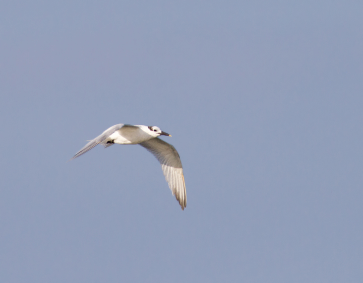 One of seven Sandwich Terns at Skimmer Island on 6/26/2011. This is a high count for this date. Photo by Bill Hubick.
