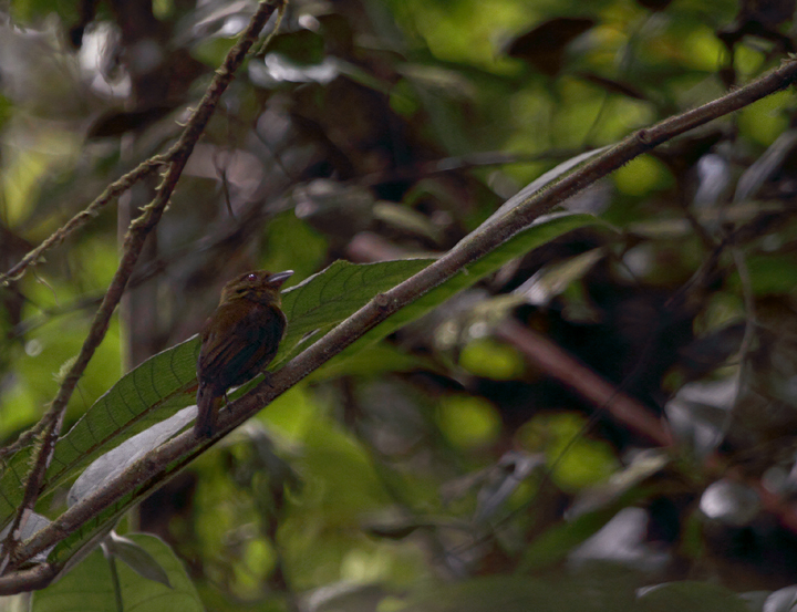 One of the most unusual and sought-after species in Panama, the Sapayoa (July 2010). Photo by Bill Hubick.