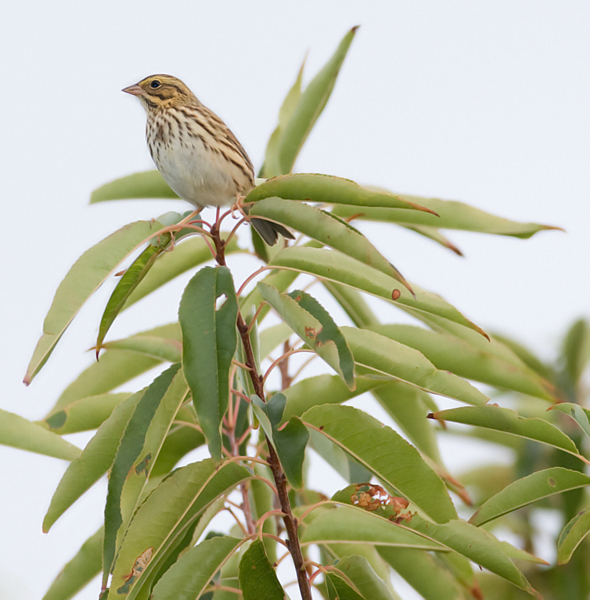 A migrant Savannah Sparrow perches in a treetop on Assateague Island, Maryland (10/2/2009).