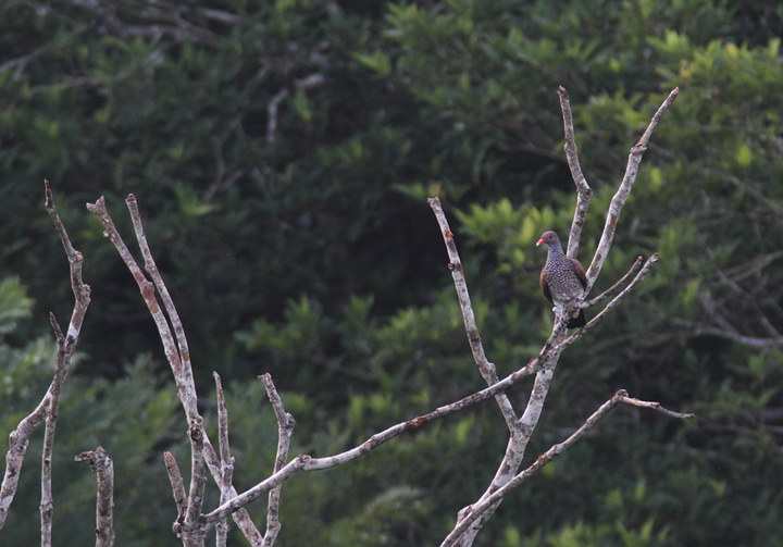 A distant Scaled Pigeon, a stunning rainforest species that is heard more often than it is seen. Photo by Bill Hubick.