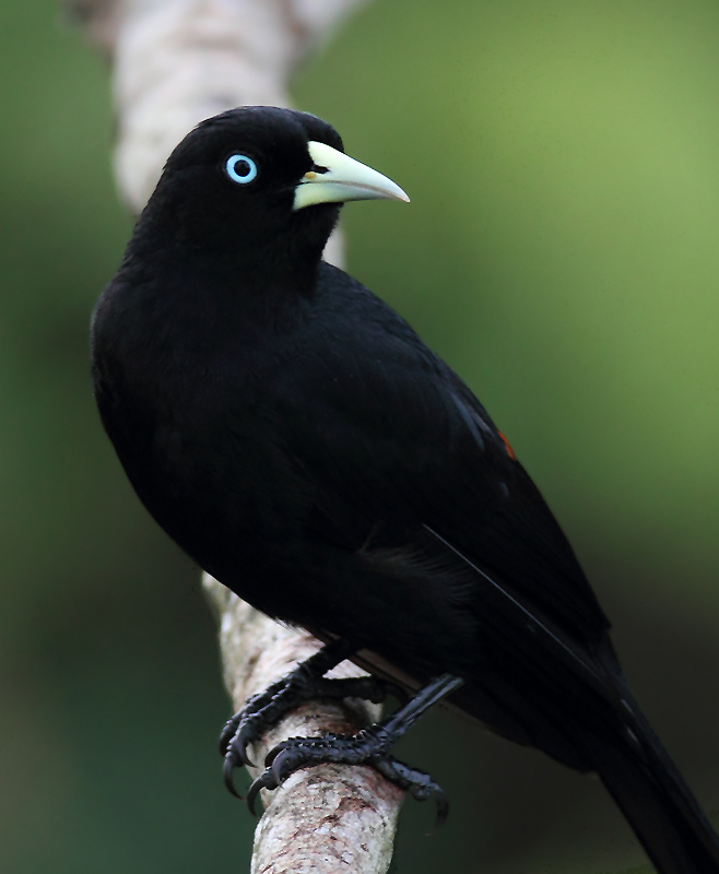 A Scarlet-rumped Cacique poses at the Canopy Tower, Panama (July 2010). Photo by Bill Hubick.