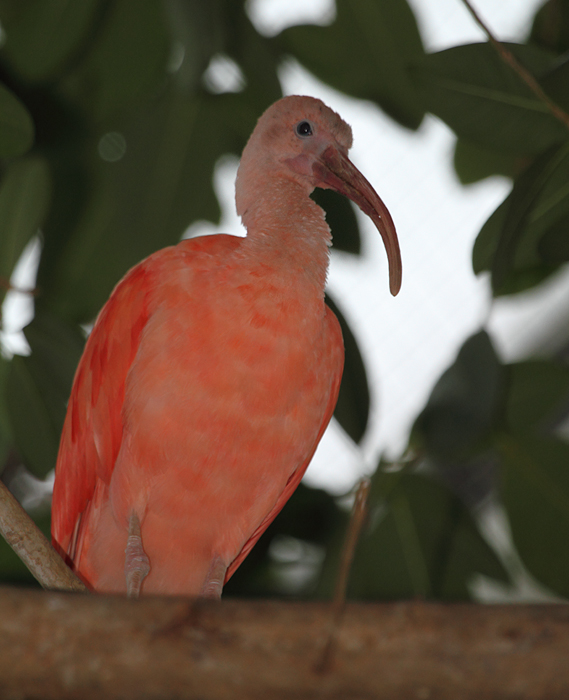 Scarlet Ibis - Rainforest exhibit at the National Aquarium (12/31/2009). Photo by Bill Hubick.