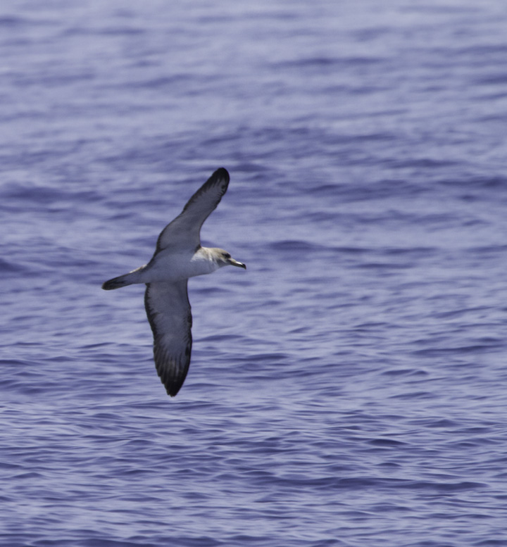 A Scopoli's Shearwater off Cape Hatteras, North Carolina (5/29/2011). This is the Mediterranean form (<em>diomedea</em>) of Cory's Shearwater, which is a candidate for a future split. Note how the white extends into the dark primaries and its smaller bill. Photo by Bill Hubick.