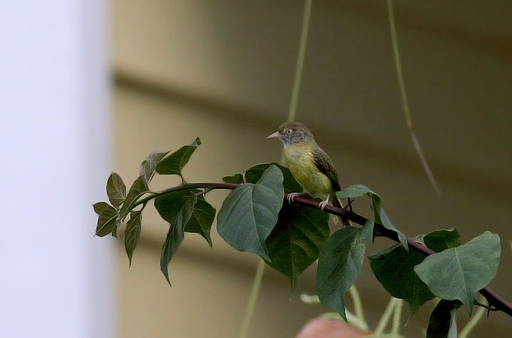 A Scrub Greenlet in Gamboa, Panama (July 2010). Photo by Bill Hubick.