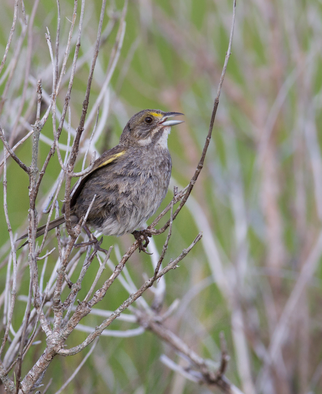 A singing Seaside Sparrow in Worcester Co., Maryland (6/26/2011). Photo by Bill Hubick.