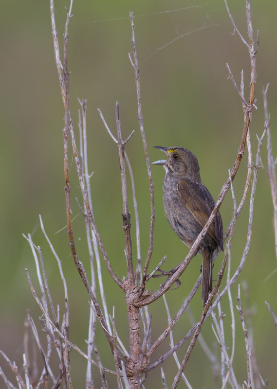 A singing Seaside Sparrow in Worcester Co., Maryland (6/26/2011). Photo by Bill Hubick.