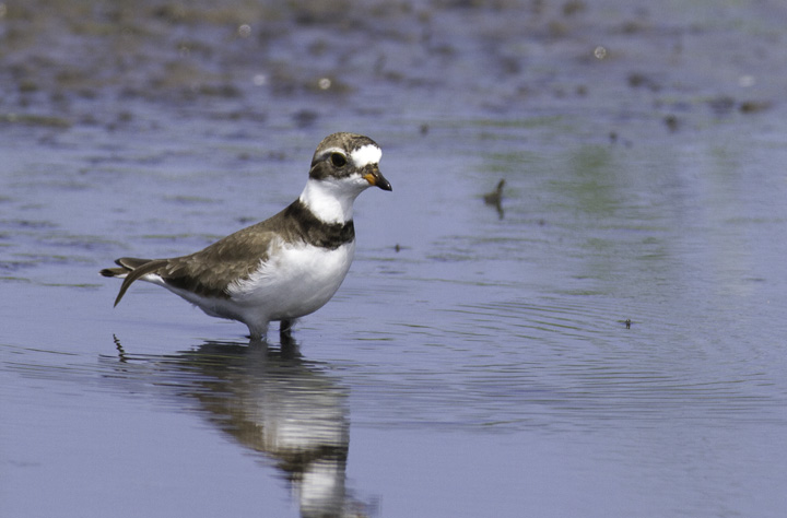 A Semipalmated Plover near Cape Point, North Carolina (5/29/2011). Photo by Bill Hubick.