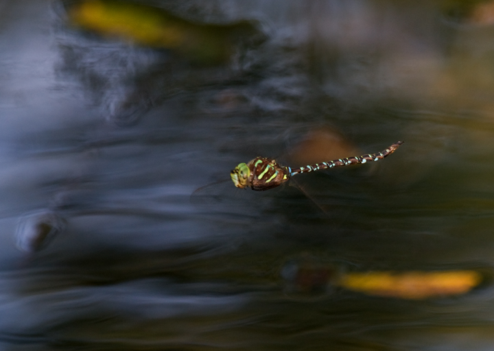 A Shadow Darner at Cromwell Valley Park, Maryland (9/23/2009).