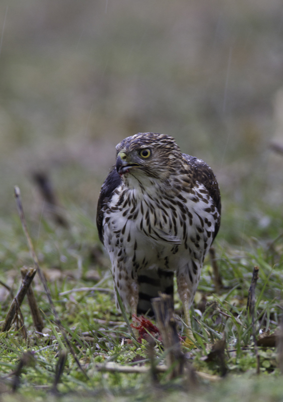 A Sharp-shinned Hawk with prey in Beulah, Maryland (1/2/2011). Photo by Bill Hubick.