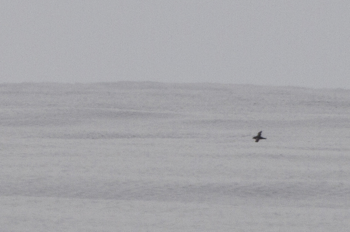 Documentation shots of a distant Sooty/Short-tailed Shearwater - Maryland's first winter record (2/26/2011). Unfortunately, these are the only photos of the bird, which was on the horizon and barely visible with the naked eye! A great spot by Mikey Lutmerding. Photo by Bill Hubick.