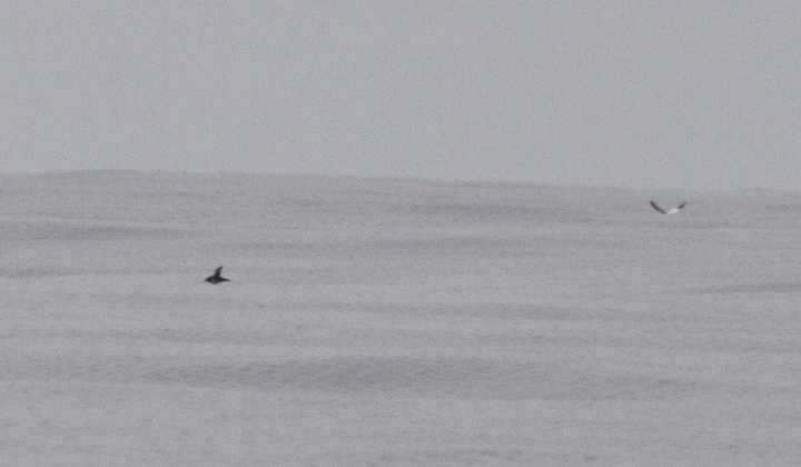 Documentation shots of a distant Sooty/Short-tailed Shearwater - Maryland's first winter record (2/26/2011). Unfortunately, these are the only photos of the bird, which was on the horizon and barely visible with the naked eye! A great spot by Mikey Lutmerding. Photo by Bill Hubick.