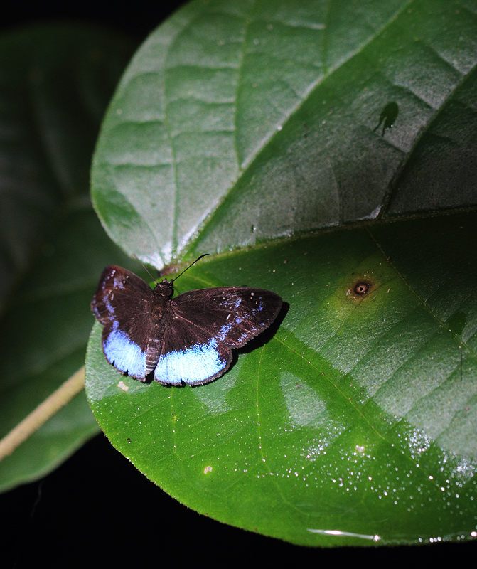 A beautiful Shining Blue-Skipper (<em>Paches polla</em>) in Panama (July 2010). Photo by Bill Hubick.